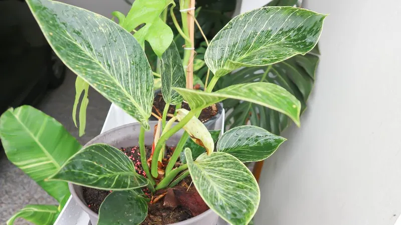 Philodendron Birkin