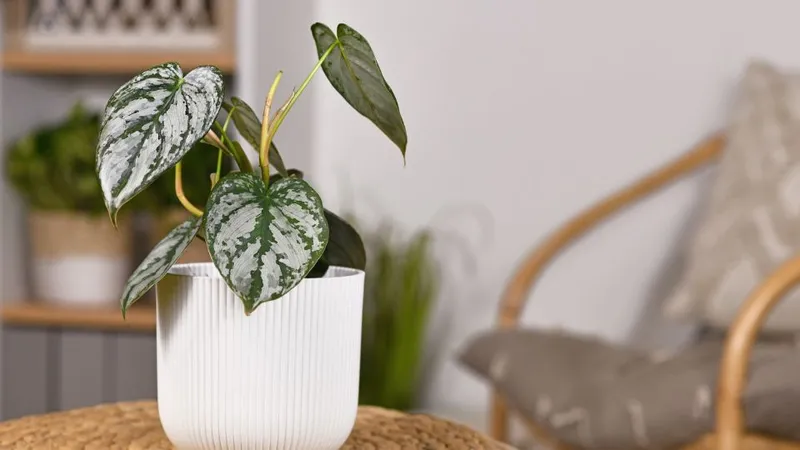 Philodendron Brandtianum