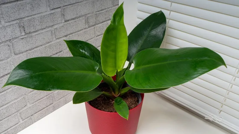 Philodendron Imperial Green