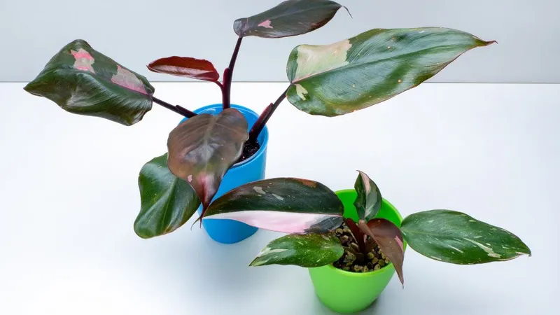 Philodendron Pink Princess
