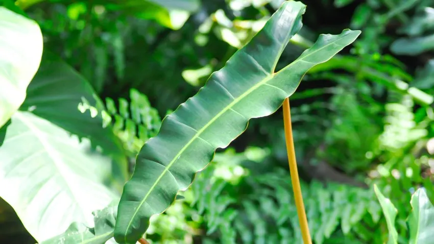 Philodendron Spiritus Sancti