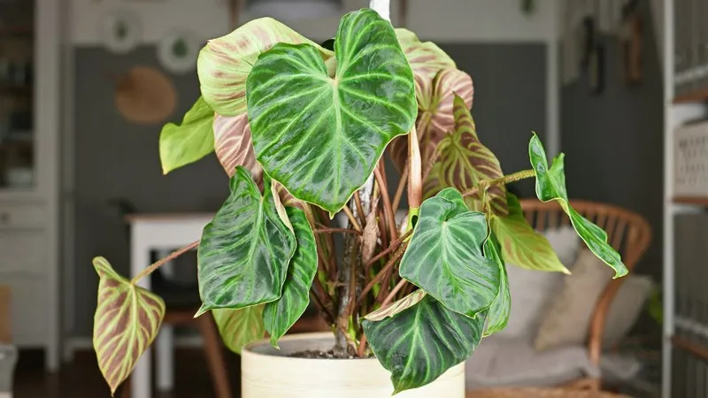 Philodendron Verrucosum