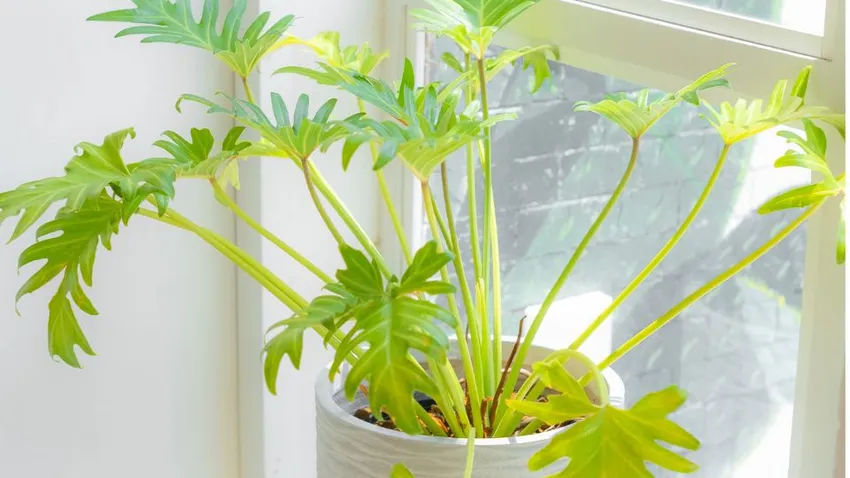 Philodendron Xanada